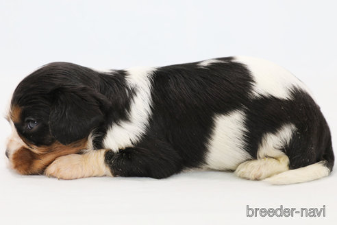 成約済の神奈川県のキャバリアキングチャールズスパニエル-315954の5枚目